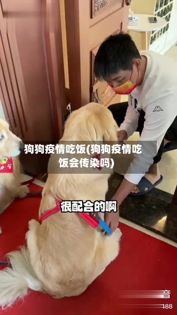 狗狗疫情吃饭(狗狗疫情吃饭会传染吗)