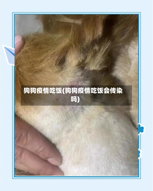 狗狗疫情吃饭(狗狗疫情吃饭会传染吗)-第2张图片