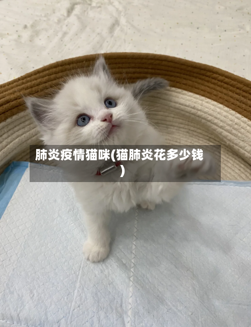 肺炎疫情猫咪(猫肺炎花多少钱)