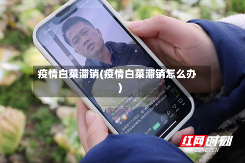 疫情白菜滞销(疫情白菜滞销怎么办)-第3张图片