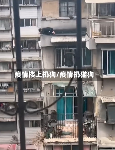 疫情楼上扔狗/疫情扔猫狗