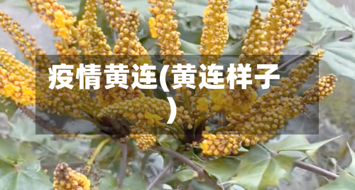 疫情黄连(黄连样子)-第2张图片