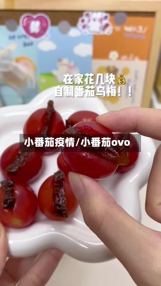 小番茄疫情/小番茄ovo-第2张图片