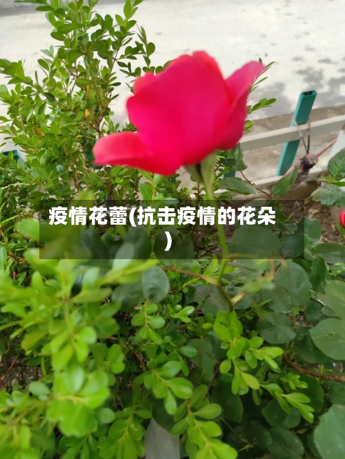 疫情花蕾(抗击疫情的花朵)-第2张图片