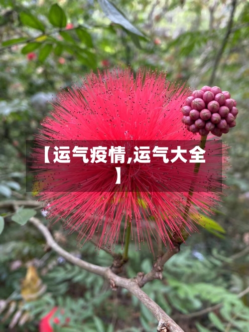 【运气疫情,运气大全】