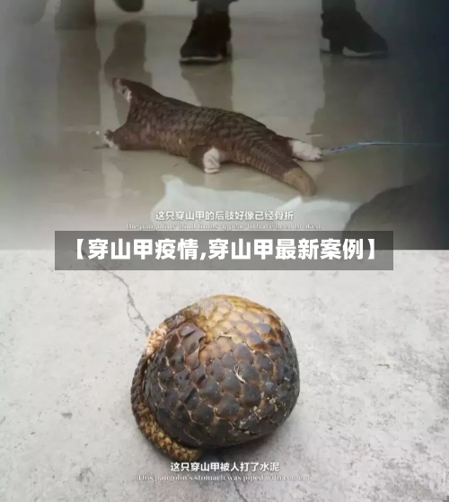 【穿山甲疫情,穿山甲最新案例】-第2张图片