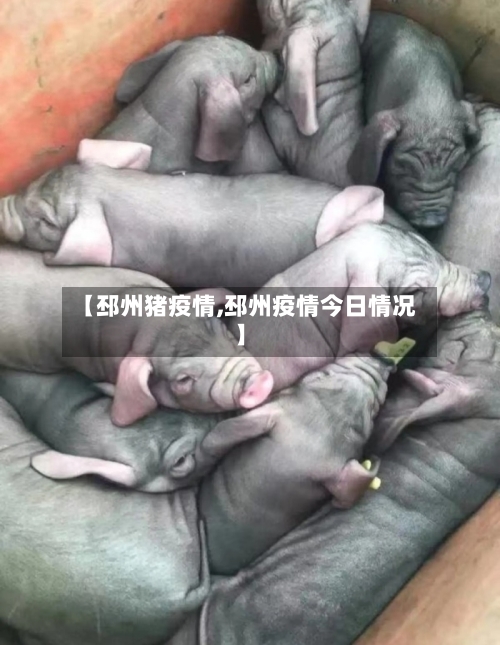 【邳州猪疫情,邳州疫情今日情况】