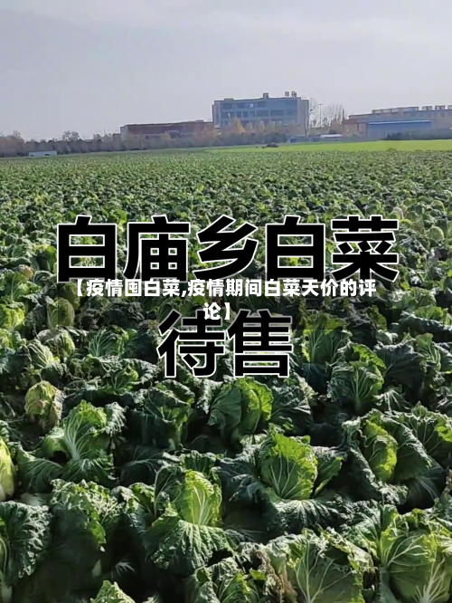【疫情囤白菜,疫情期间白菜天价的评论】-第2张图片