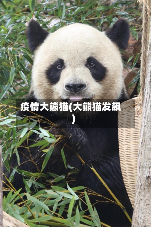 疫情大熊猫(大熊猫发飙)