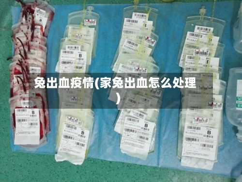 兔出血疫情(家兔出血怎么处理)