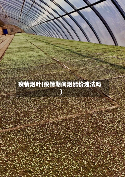 疫情烟叶(疫情期间烟涨价违法吗)-第2张图片