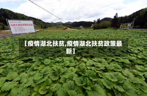 【疫情湖北扶贫,疫情湖北扶贫政策最新】-第2张图片