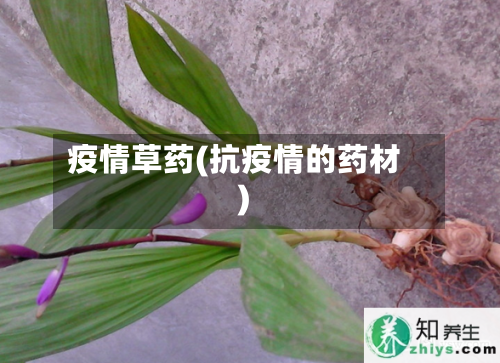 疫情草药(抗疫情的药材)-第3张图片