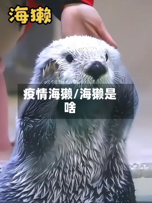 疫情海獭/海獭是啥-第2张图片