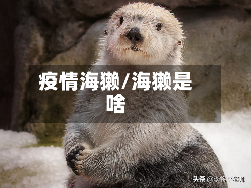 疫情海獭/海獭是啥-第3张图片