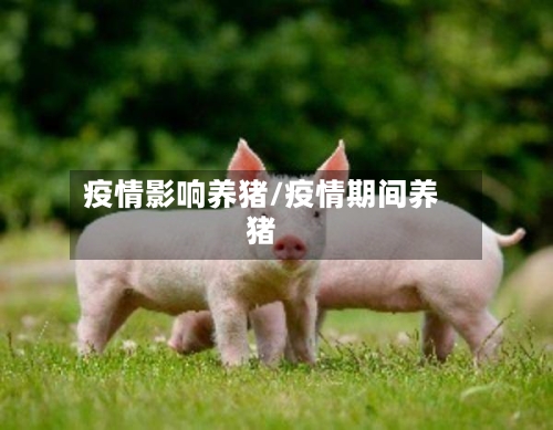 疫情影响养猪/疫情期间养猪