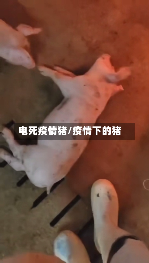 电死疫情猪/疫情下的猪