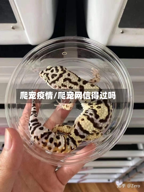 爬宠疫情/爬宠网信得过吗