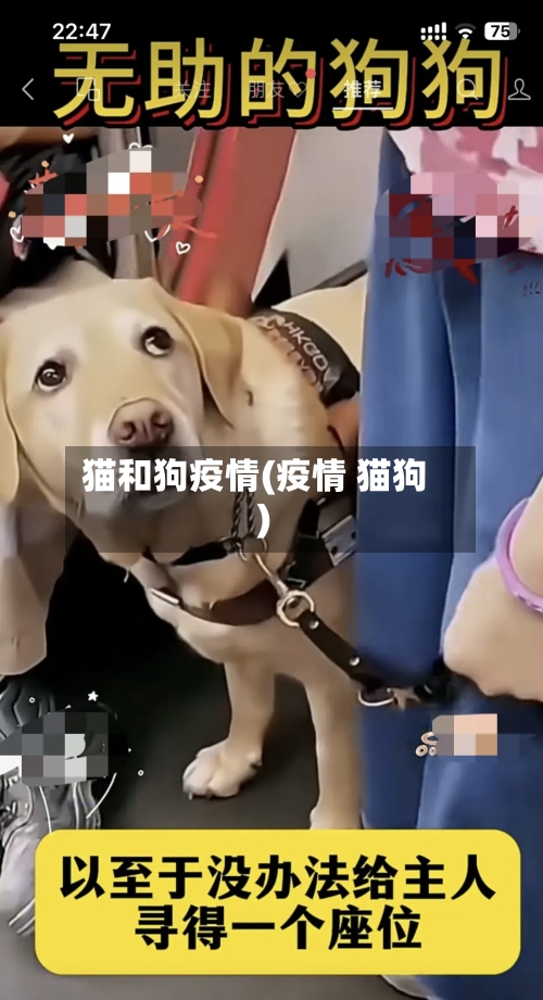 猫和狗疫情(疫情 猫狗)