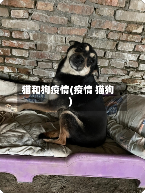 猫和狗疫情(疫情 猫狗)-第3张图片